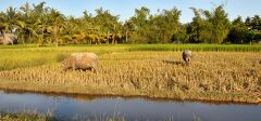 Serenity of Rice Fields Near Angkor Wat at Sunset