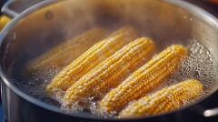 Simmering Corn on the Cob in a Large Pot on the Stove