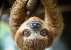 Sloth Hanging Upside Down in a Tree in Costa Rica