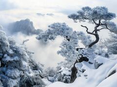 Snowy Forest Landscape Reveals Secrets of Winter Mist