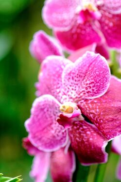 Stunning display of orchids in Singapore Botanical Garden