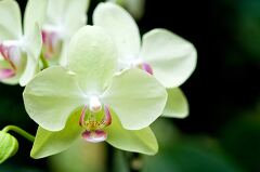 Stunning orchids blooming in Singapore botanical garden