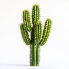 Tall Cactus on a White Background