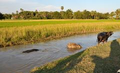 Tranquil Afternoon in Siem Reaps Lush Rice Fields