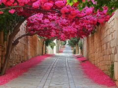 Vibrant Blossoms Line a Charming Turkish Street in Spring