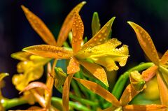 Vibrant orange and yellow orchids in a tropical garden