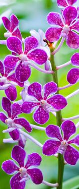 Vibrant orchids bloom in Singapore Botanical Garden