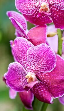 Vibrant orchids blooming at Singapore Botanical Garden