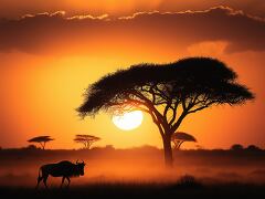 Wildebeest Wandering Under an Acacia Tree at Sunset