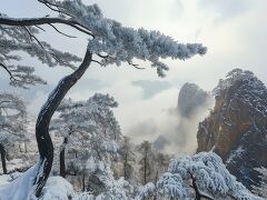 Winter Forest Wrapped in Frost and Mist