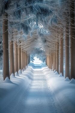 Winter Serenity in a Snow Covered Forest Trail