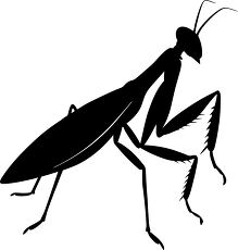 praying mantis side view silhouette