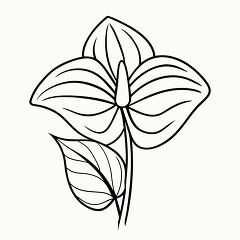 Printable Black Outline Drawing of Anthurium Flower Design