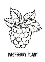 Printable Black Outline of a Raspberry Plant for Coloring