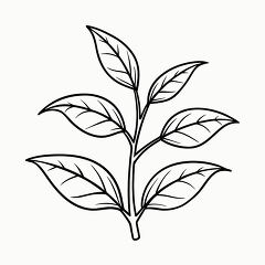 Printable Black Outline of a Tea Plant for Coloring