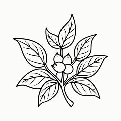 Printable Outline of Ashwagandha Plant for Coloring