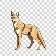 Simple Cartoon Drawing of a Coyote in California