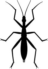 stick insect silhouette