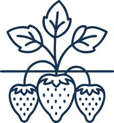 strawberry plant solid line icon