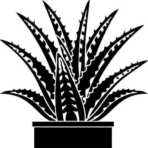 Dark silhouette featuring a lush aloe vera plant in its pot