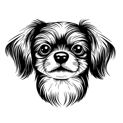 Adorable black Chihuahua dog face with expressive features