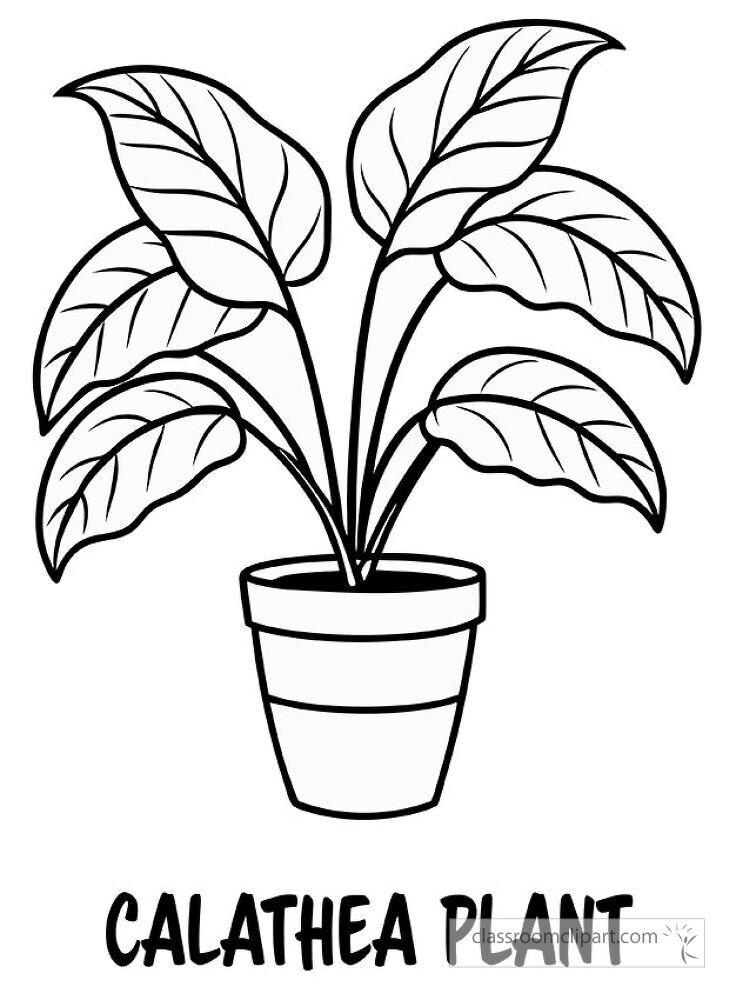 This illustration features a calathea plant with decorative leaves in a pot. The black outline is ideal for coloring or printing  with text