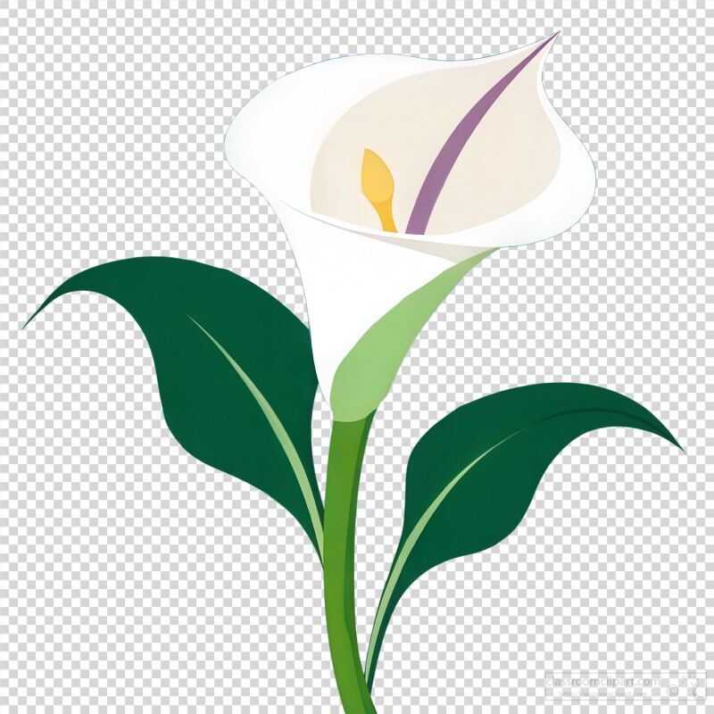 Calla Lily Illustration With Striking Details and Colors