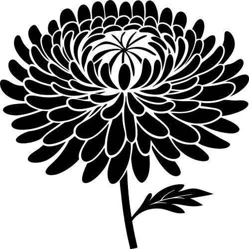 A beautiful silhouette of a chrysanthemum flower is displayed