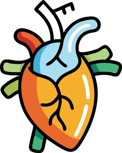 A colorful illustration of a heart with distinct features showing arteries and veins