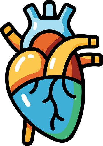 A colorful, cartoon style illustration of a human heart featuring distinct sections