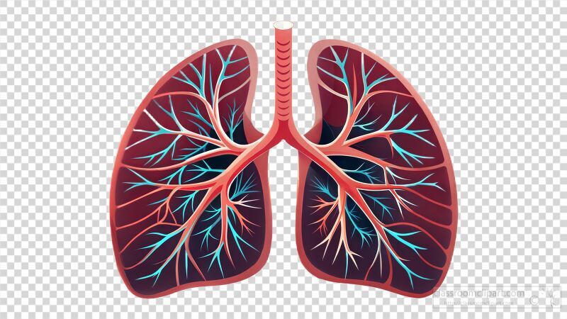 Examining a high resolution scan revealing the detailed anatomy of human lungs showcasing the complex network of airways and blood vessels vital for respiration