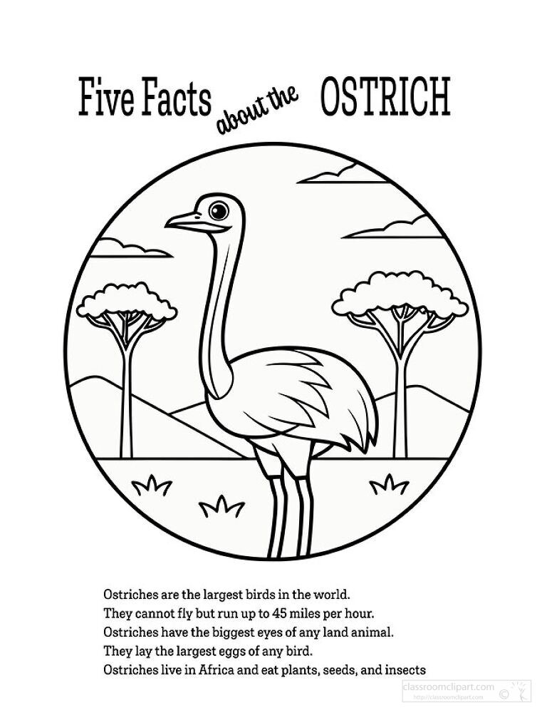 Five Facts About the Ostrich Coloring  Printable