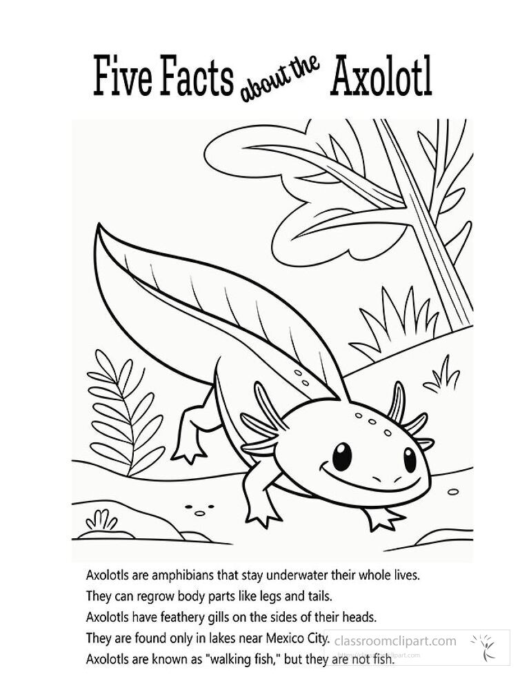 This printable features fun facts about axolotls along with a coloring activity Children can learn while creatively engaging with the unique characteristics of this amphibian