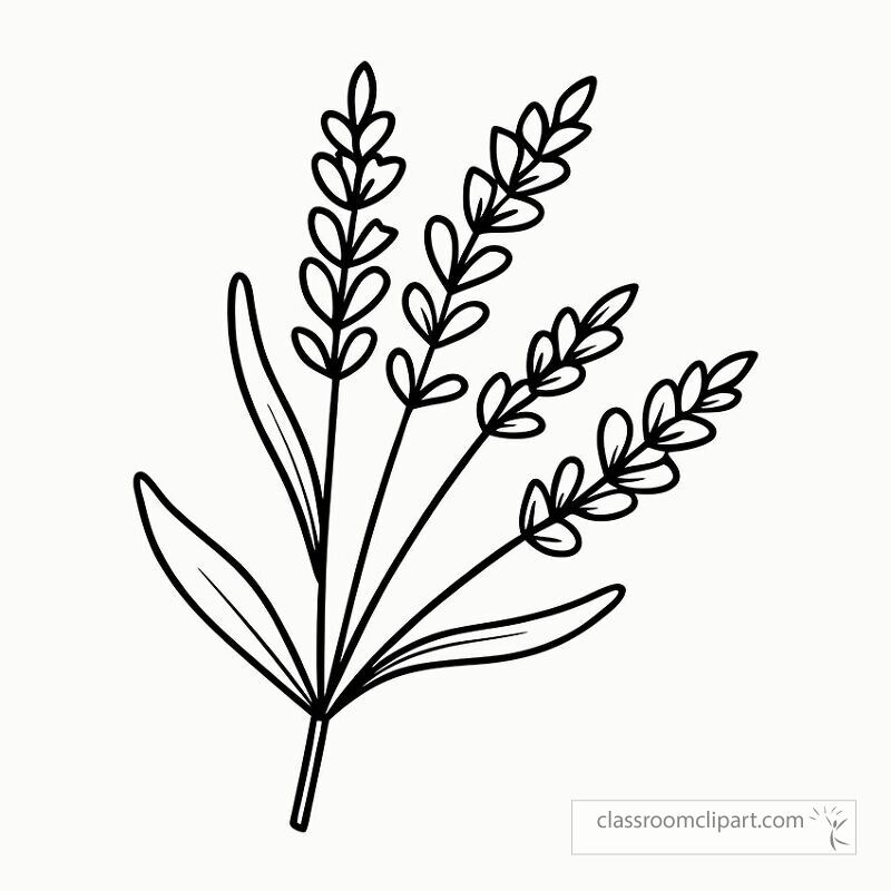 This black outline drawing of lavender sprigs offers a simple and elegant design for printing or coloring. Perfect for craft projects or decorations it showcases natural beauty.