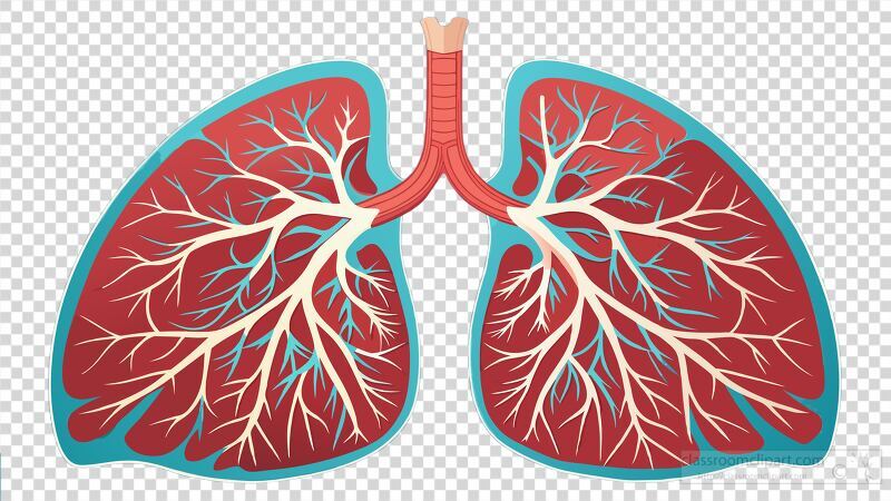 This high resolution scan captures the intricate details of human lung anatomy revealing the branching network of airways and blood vessels critical for respiration and health