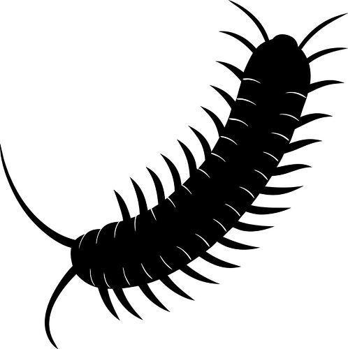 Black silhouette of a millipede shows its shape and structure