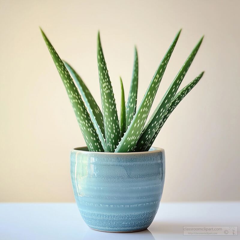 Aloe Vera Plant in Blue Pot on a Table With White Background