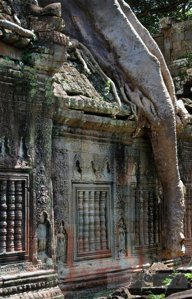 Towering trees gracefully intertwine with the historic stone structures of Angkor Wat creating a stunning blend of nature and ancient architecture in Siem Reap Cambodia under warm sunlight.