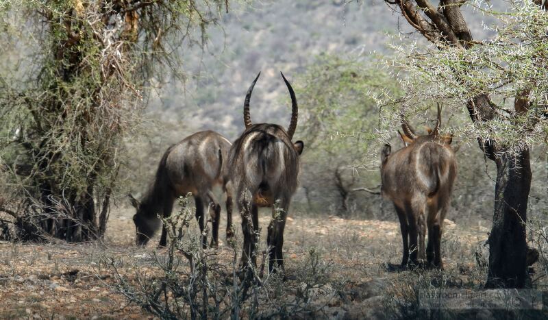 Three antelopes grazing in a dry, bushy landscape with sparse trees. Samburu Nationa Reserve, Kenya