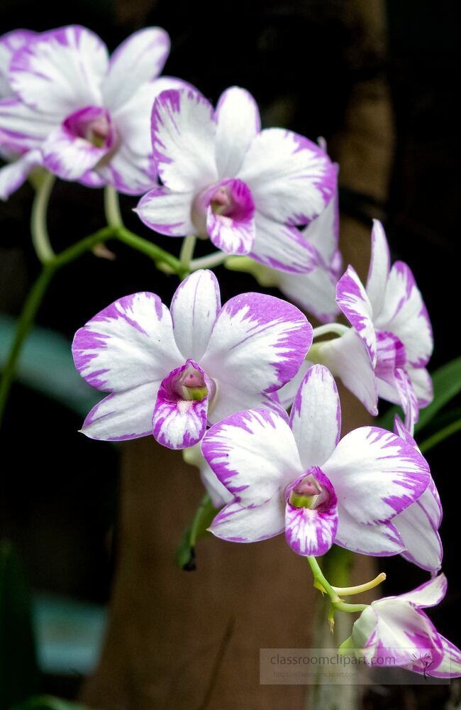 In the lush Singapore Botanical Gardens, vibrant purple and white orchids bloom elegantly, showcasing their delicate petals and vibrant colors, captivating all who visit.