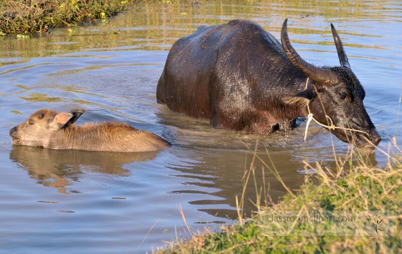 In the serene waters of Siem Reap Cambodia a mother buffalo and her calf enjoy a refreshing dip. The tranquil environment showcases the beauty of rural life against the backdrop of lush greenery.