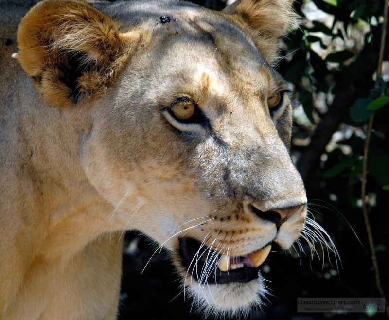 Close-up of a lioness in the wild, showing her intense gaze and sharp teeth. Samburu Nationa Reserve, Kenya