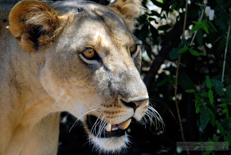 Close-up of a lioness in the wild, showing her intense gaze and sharp teeth, with a background of foliage. Samburu Nationa Reserve, Kenya