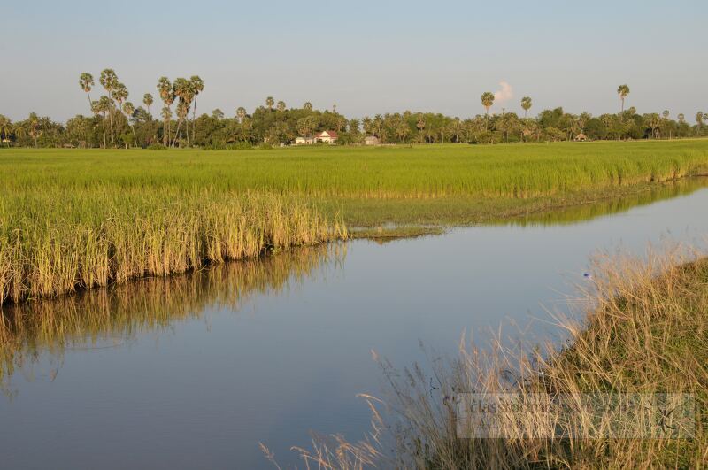 Golden rice stalks sway gently by a serene waterway as the sun sets on the lush landscape near Siem Reap. Palm trees dot the horizon creating a picturesque backdrop to this idyllic Cambodian scene.