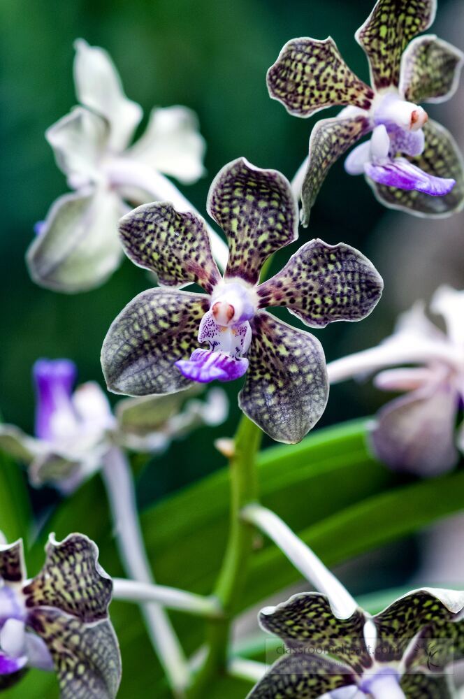 Delve into the captivating beauty of various orchids at Singapore Botanical Garden, showcasing their rich hues and intricate patterns in a lush, serene environment.