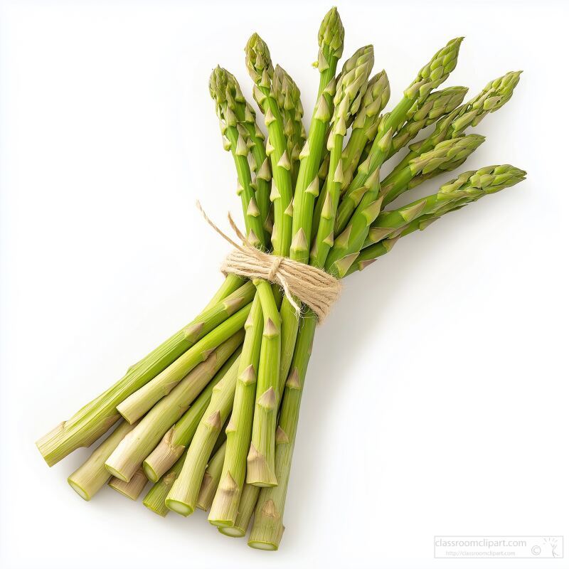 A vibrant bundle of freshly harvested asparagus sits neatly against a bright white background showcasing its green stalks tied together. This healthy vegetable is perfect for various dishes.