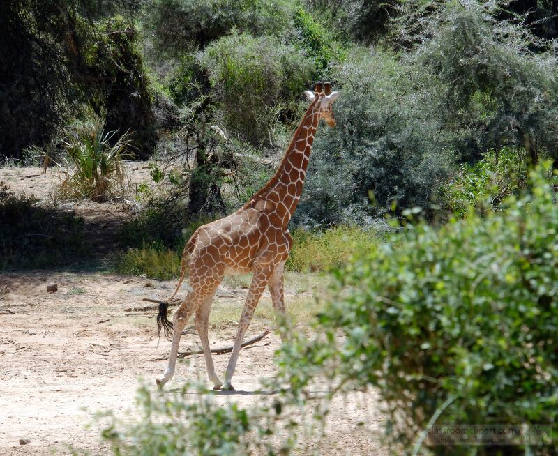 A giraffe walking in a natural habitat with green foliage and trees in the background. Samburu Nationa Reserve, Kenya