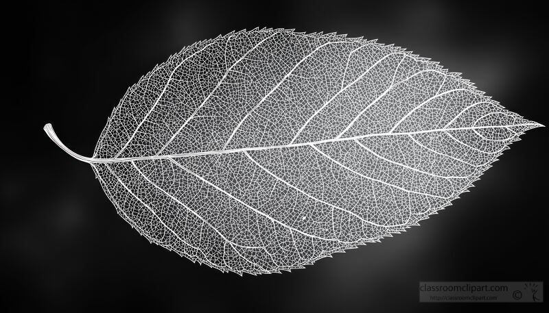 Intricate Line Art Texture of a Leaf Creating Detail