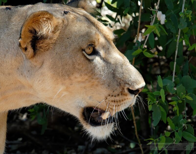 Close-up of a lioness in profile, showing her face and part of her body, with a background of green foliage. Samburu Nationa Reserve, Kenya