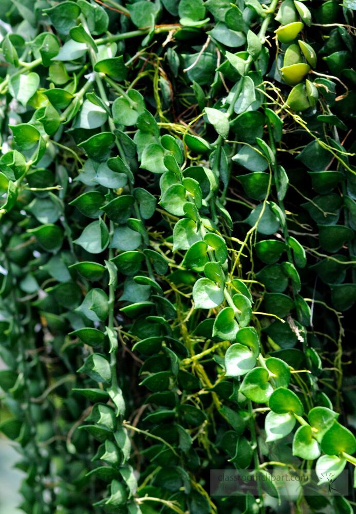 Long, vibrant green vines drape gracefully from a garden structure, creating a serene atmosphere filled with nature’s beauty and tranquility, inviting viewers into a lush escape.